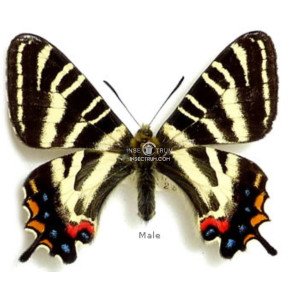 Male